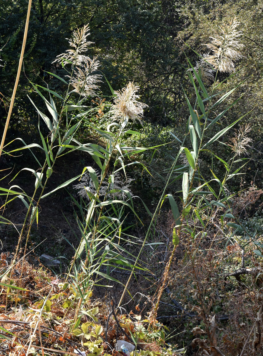 Изображение особи Phragmites australis.