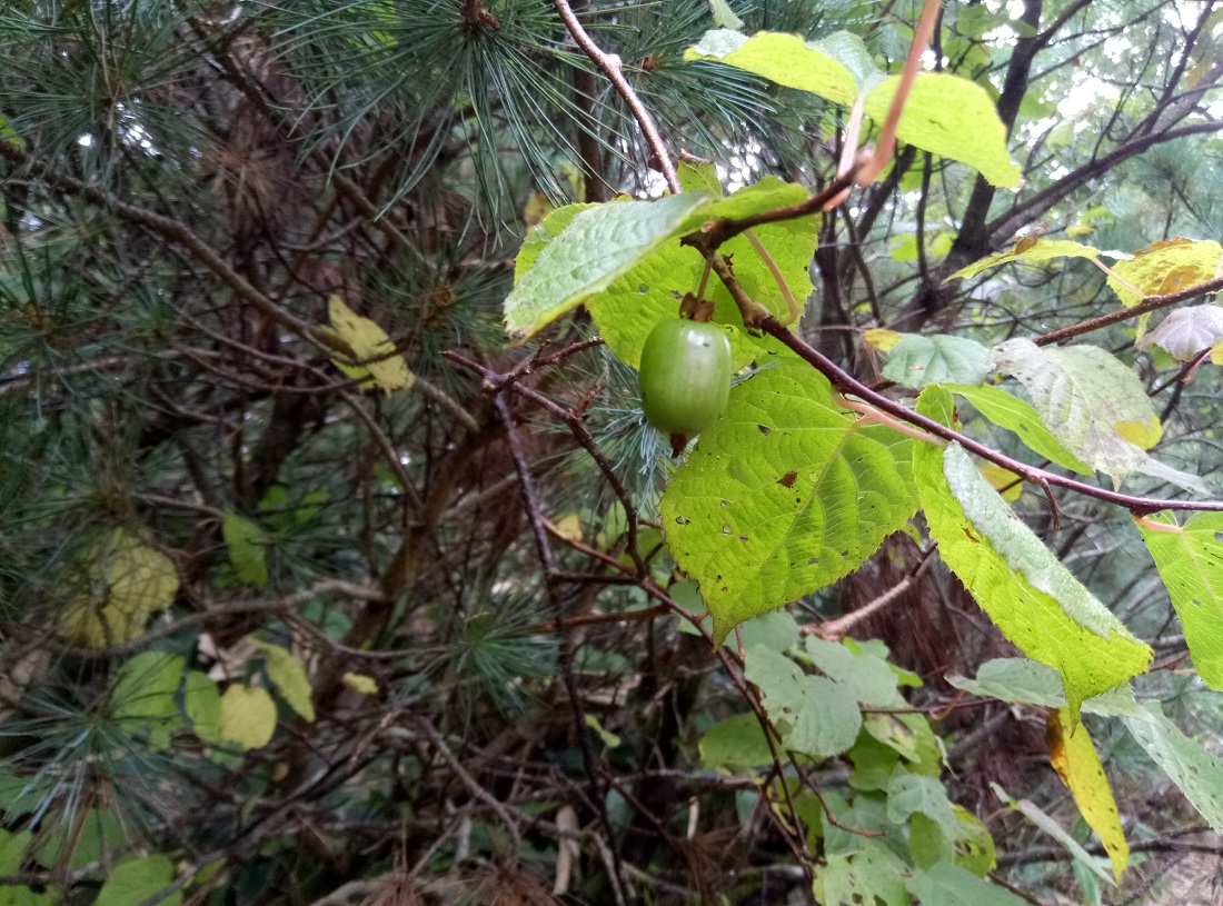 Image of Actinidia kolomikta specimen.