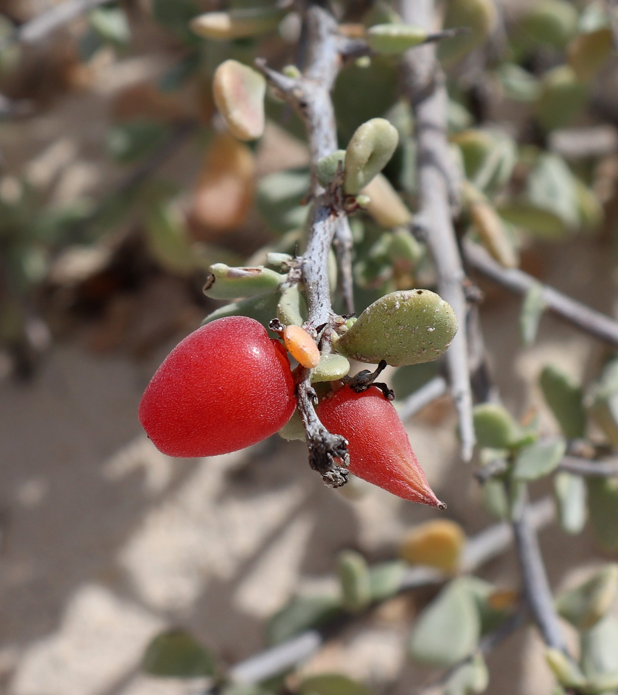 Image of Nitraria retusa specimen.