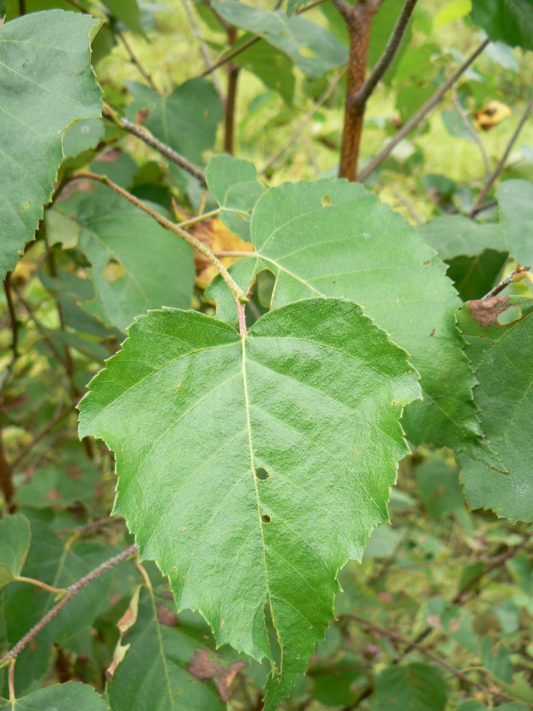 Изображение особи Betula platyphylla.