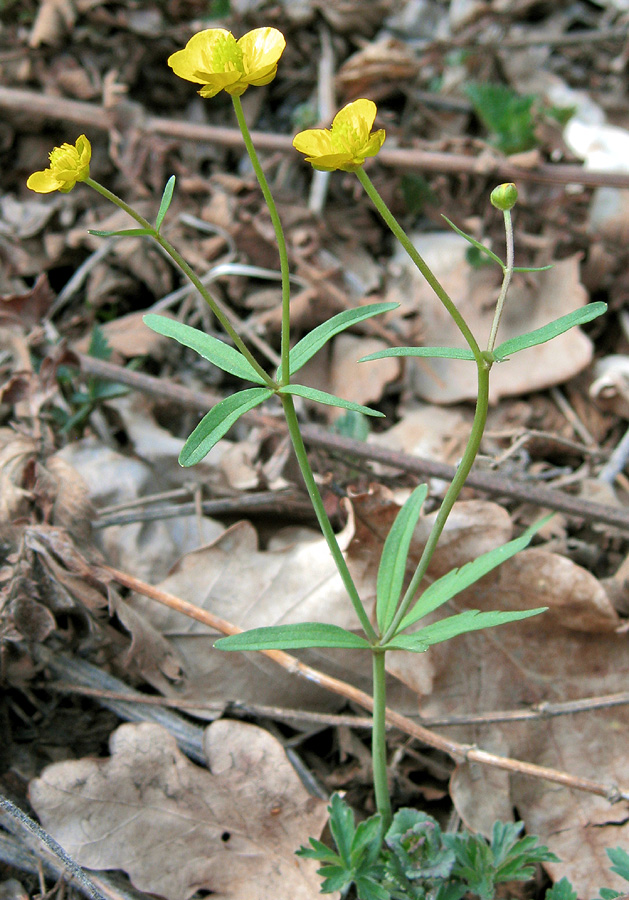 Изображение особи Ranunculus monophyllus.