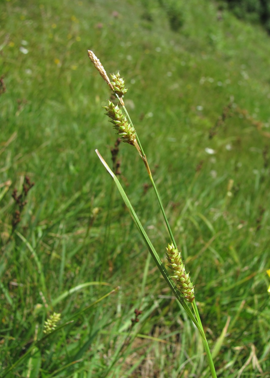 Изображение особи род Carex.