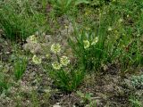 Allium stellerianum