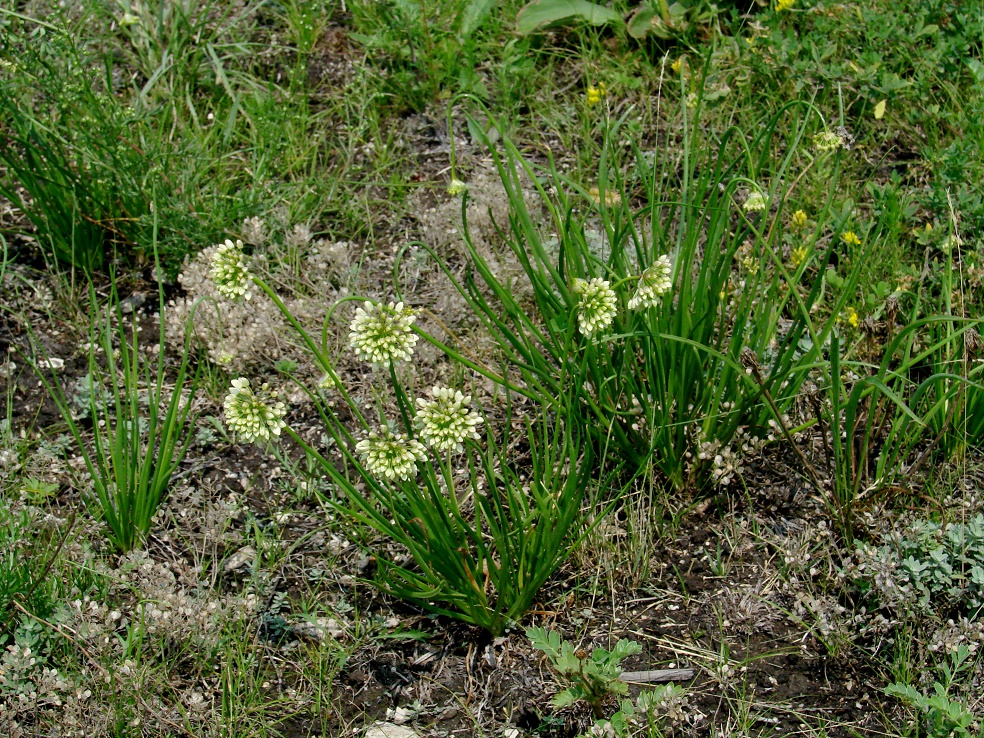 Изображение особи Allium stellerianum.