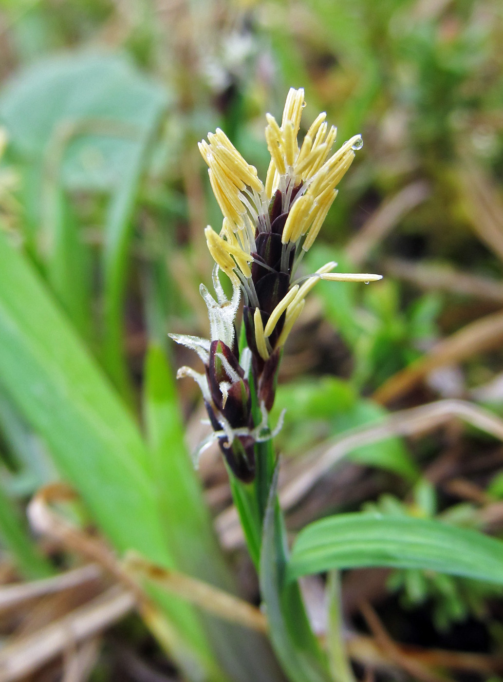 Изображение особи Carex rariflora.