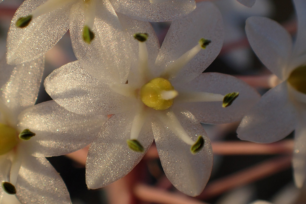 Image of Drimia numidica specimen.