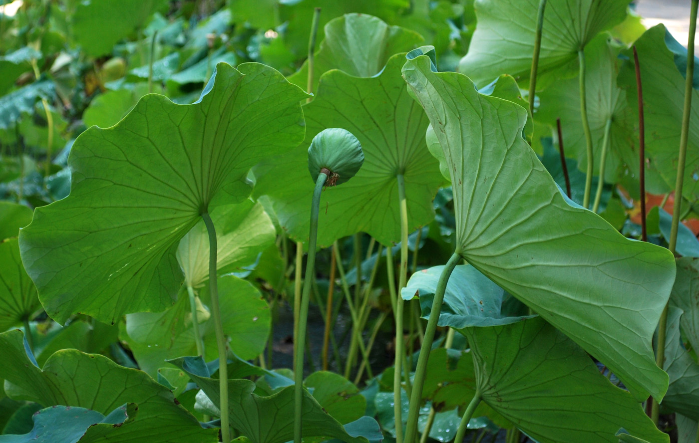 Image of Nelumbo caspica specimen.