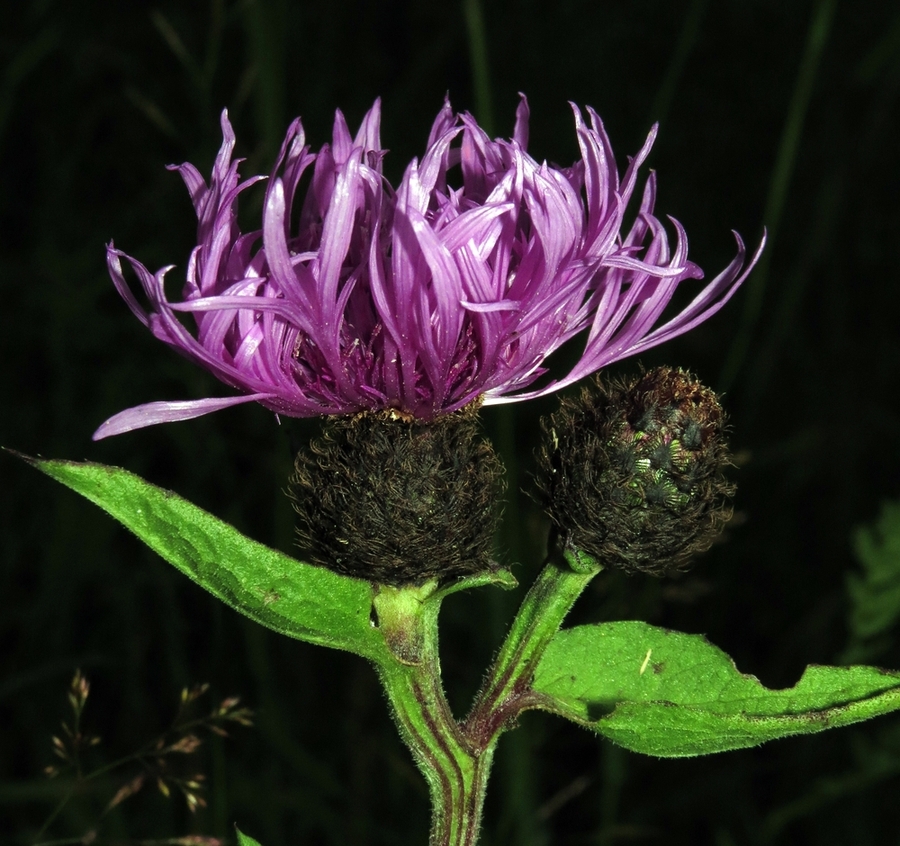 Image of Centaurea × livonica specimen.