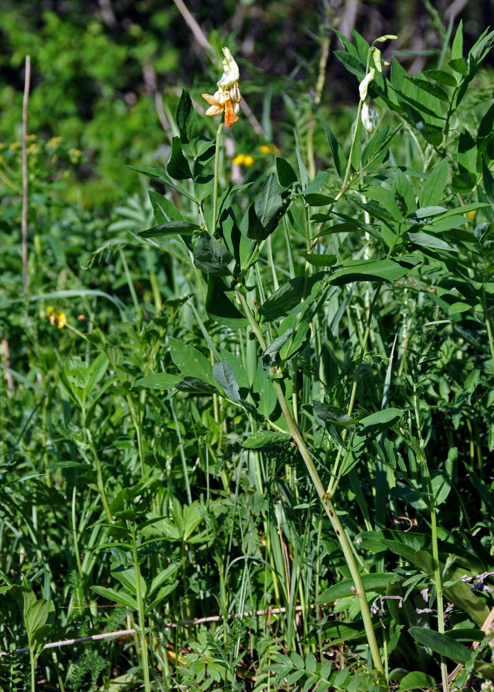 Изображение особи Lathyrus gmelinii.