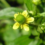 Ranunculus sceleratus