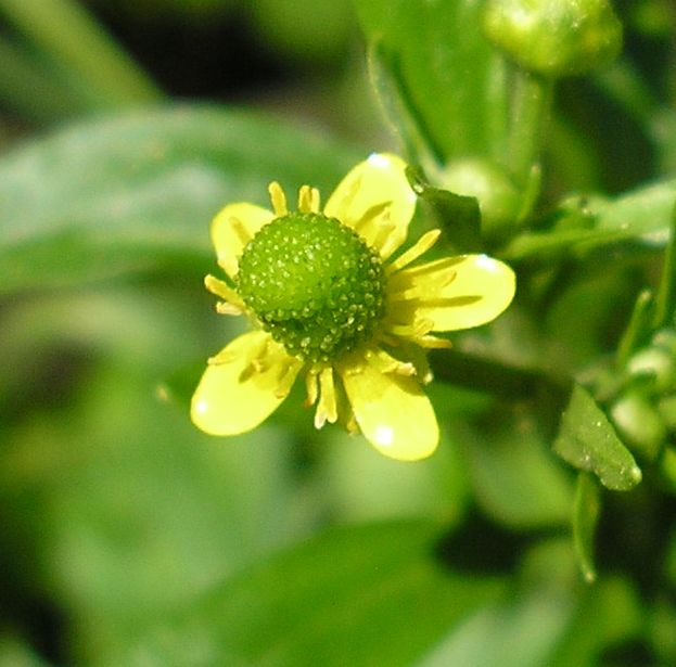 Изображение особи Ranunculus sceleratus.