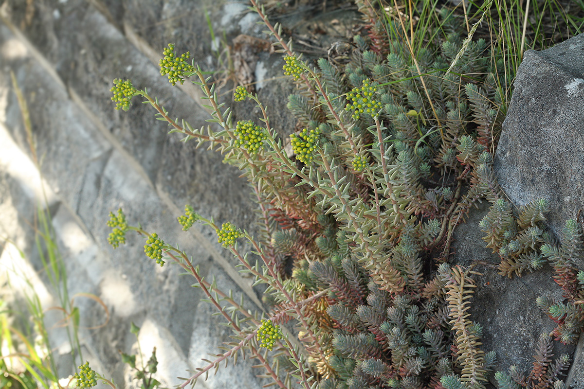 Image of Sedum reflexum specimen.