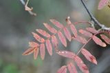 genus Sorbus. Листья в осенней окраске. Китай, Юньнань, национальный парк Пудацо (Potatso National Park), 22 км от г. Шангри-Ла, в 150 м от оз. Шуду, ≈ 3400 м н.у.м., обочина дороги, идущей по хвойному лесу. 29 октября 2016 г.