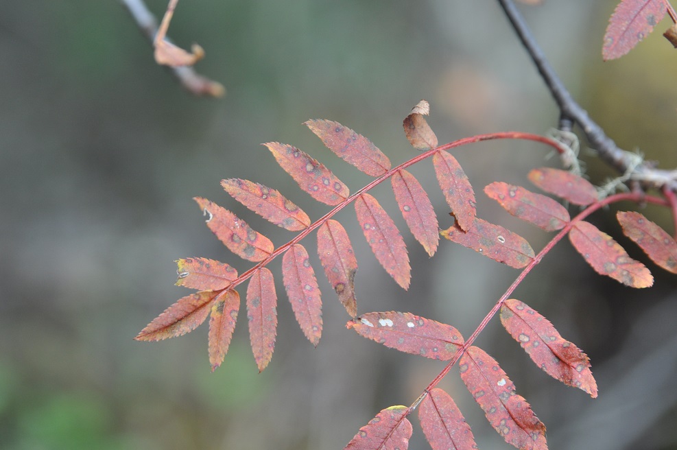 Изображение особи род Sorbus.