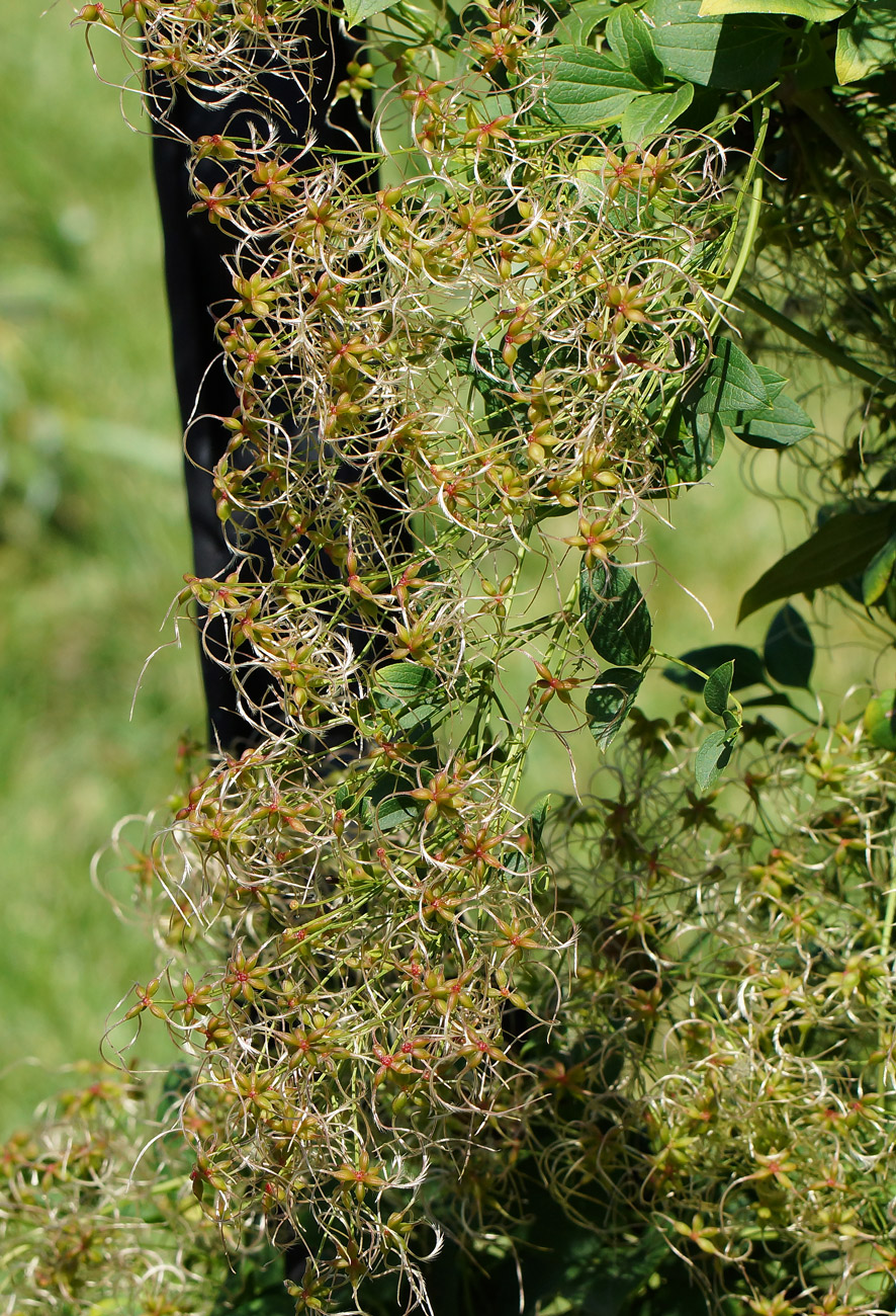 Изображение особи Clematis mandshurica.