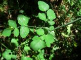 Laserpitium latifolium