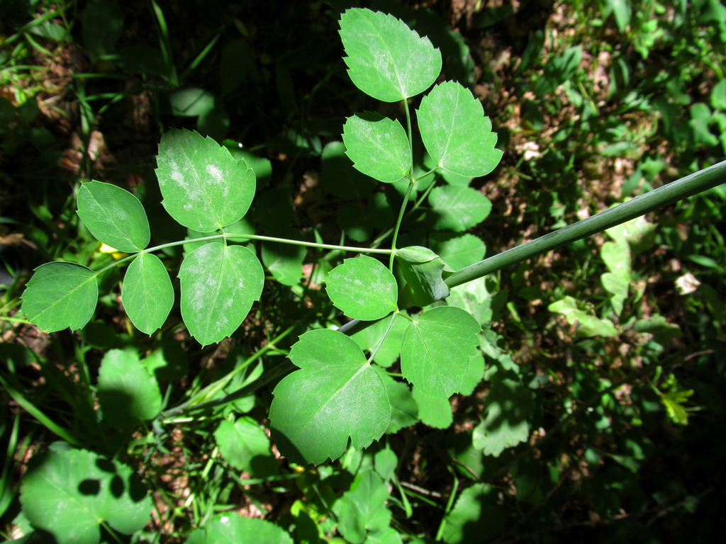 Image of Laserpitium latifolium specimen.