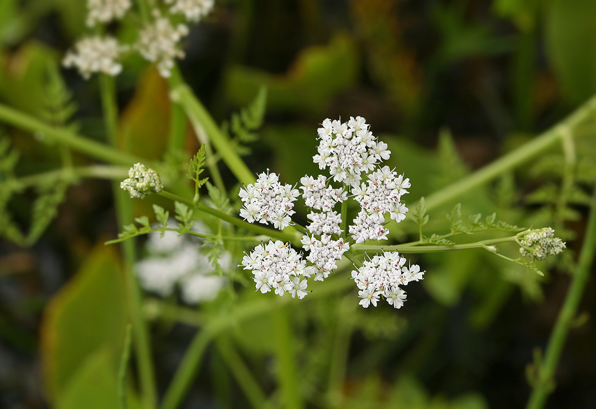 Image of Oenanthe aquatica specimen.
