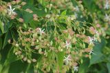 Clerodendrum trichotomum