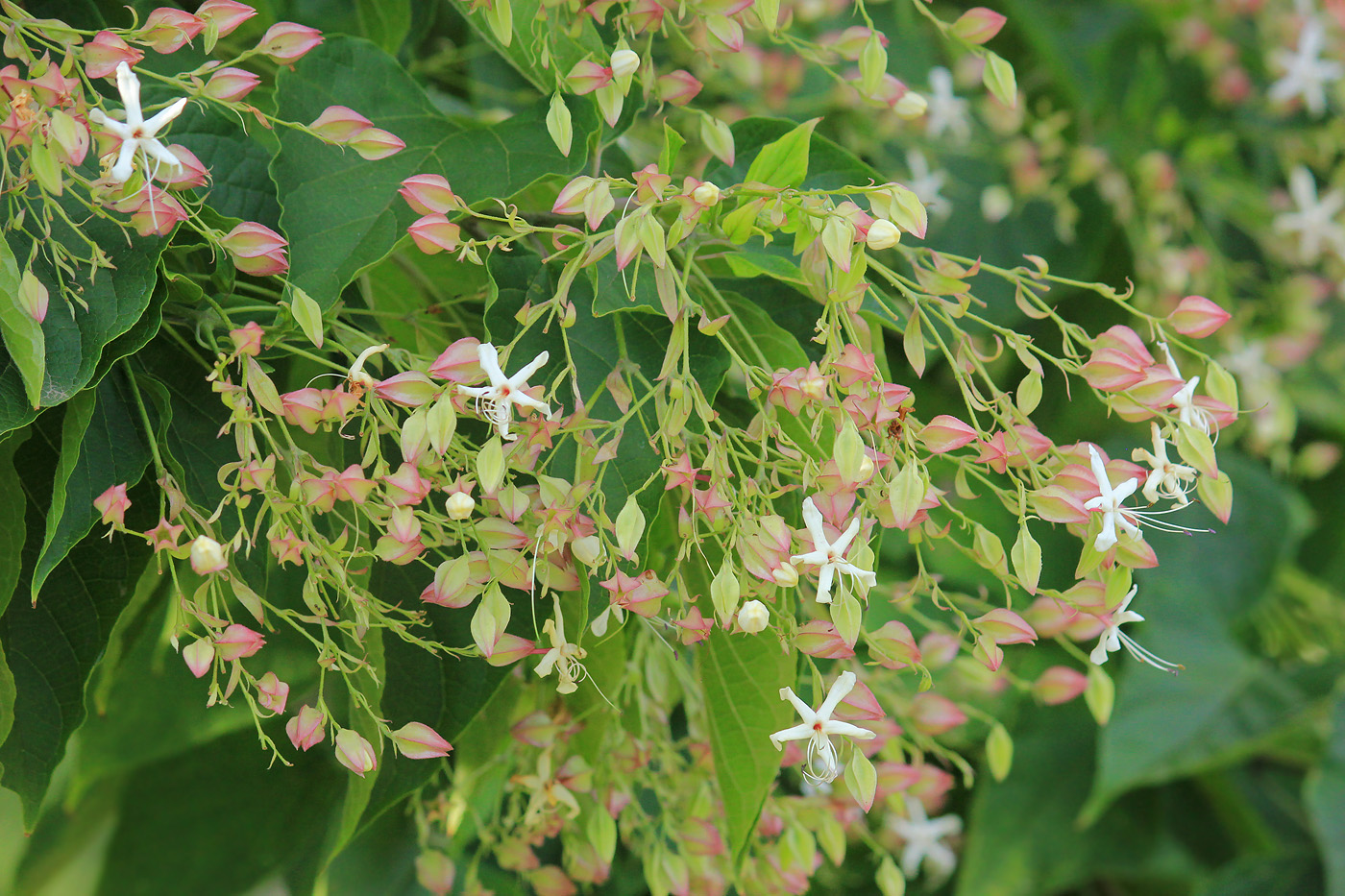 Изображение особи Clerodendrum trichotomum.