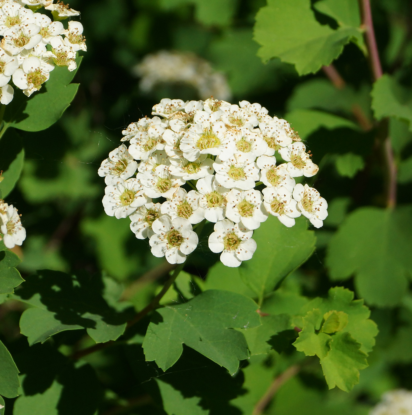 Image of Spiraea trilobata specimen.