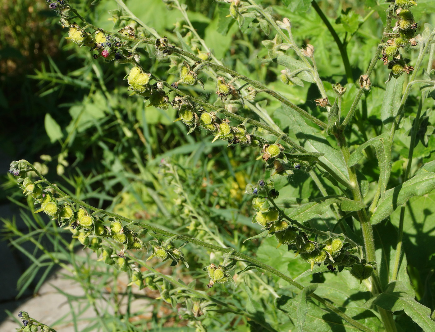 Image of Cynoglossum officinale specimen.