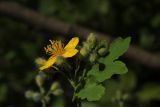 Chelidonium majus