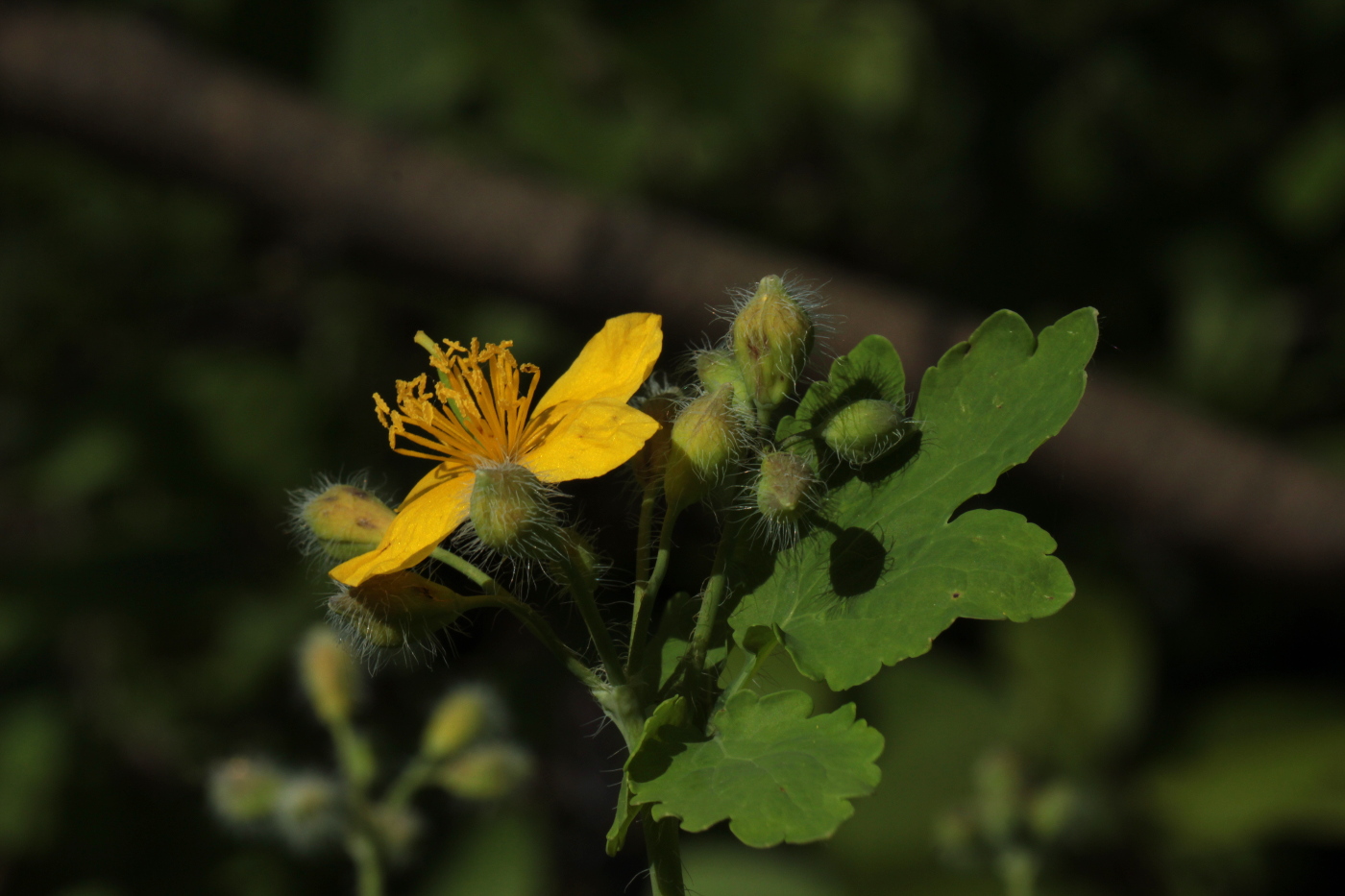 Изображение особи Chelidonium majus.