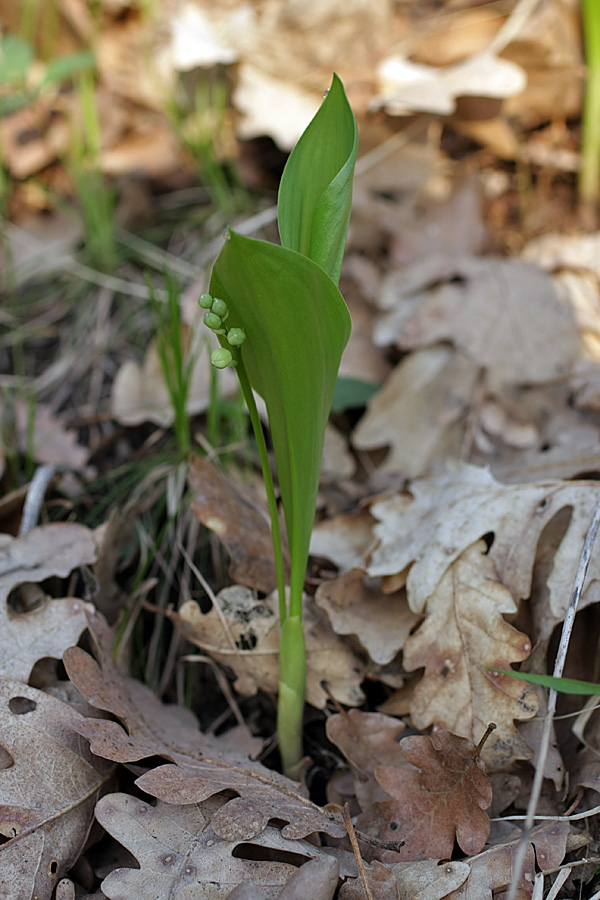 Изображение особи Convallaria majalis.