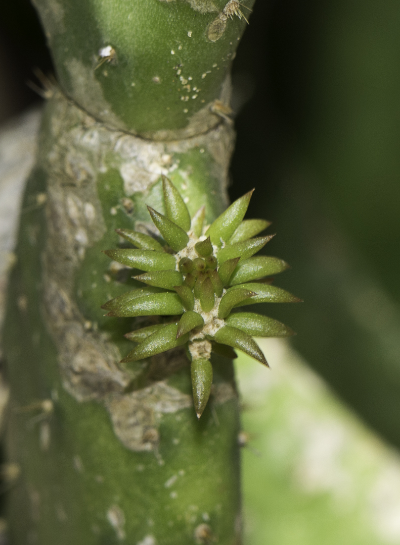 Image of Opuntia cochenillifera specimen.