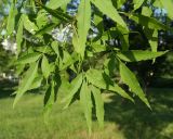 genus Fraxinus. Листья. Крым, Севастополь, в культуре. 24.05.2018.