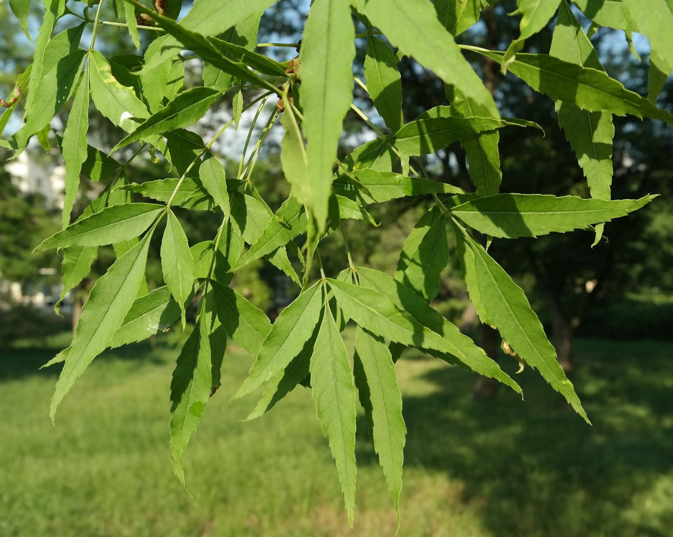 Изображение особи род Fraxinus.