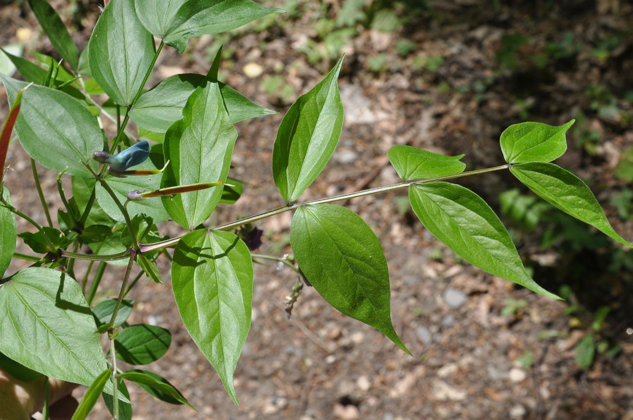 Изображение особи Lathyrus vernus.