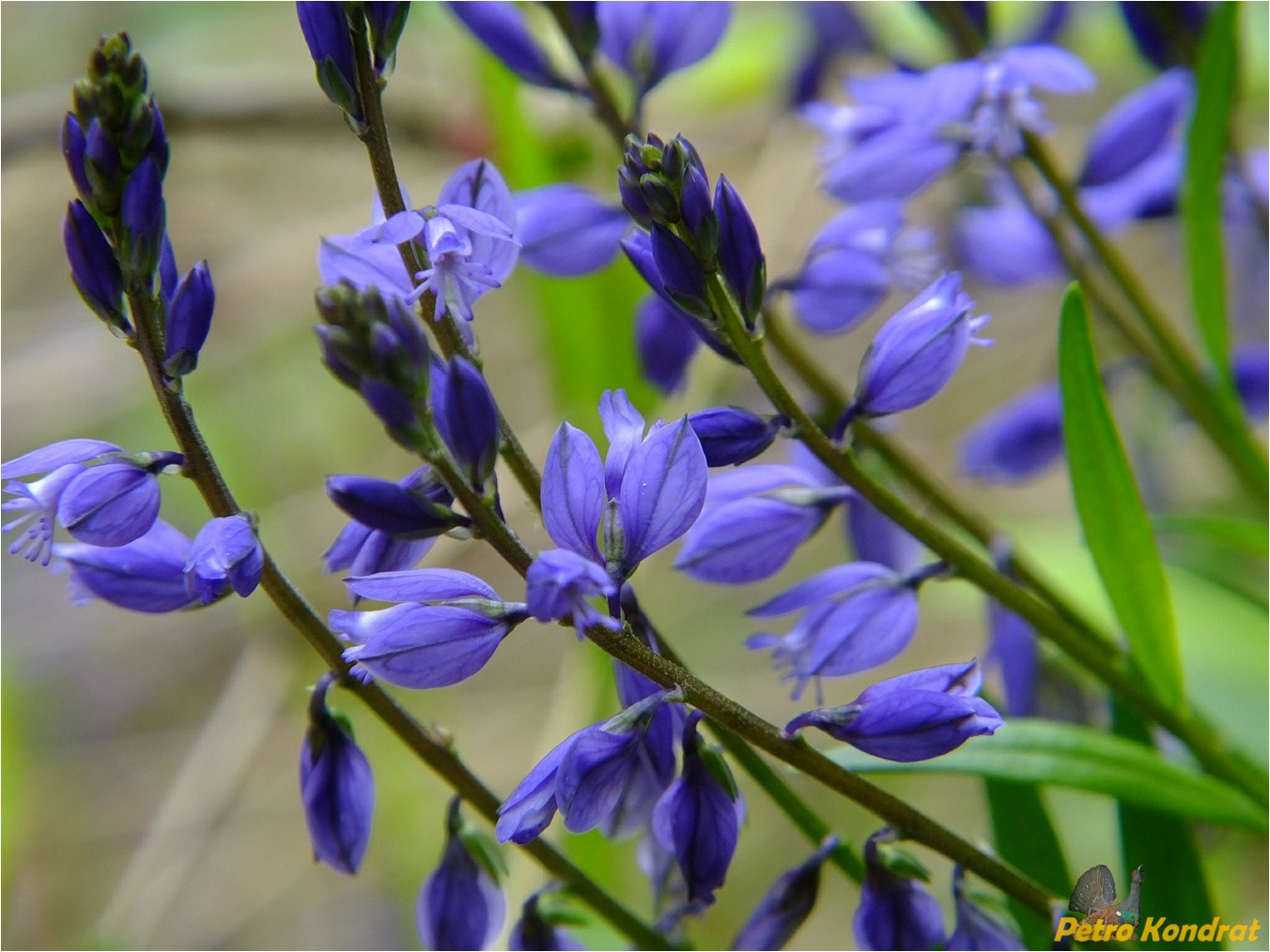 Image of Polygala vulgaris specimen.