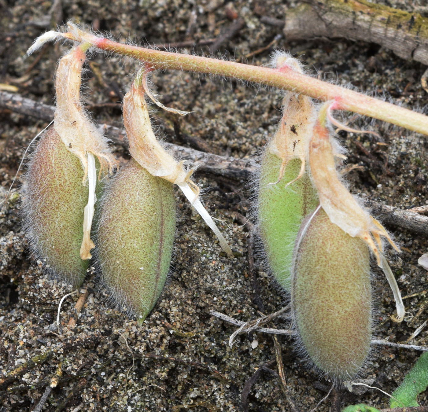 Image of Astragalus rubellus specimen.