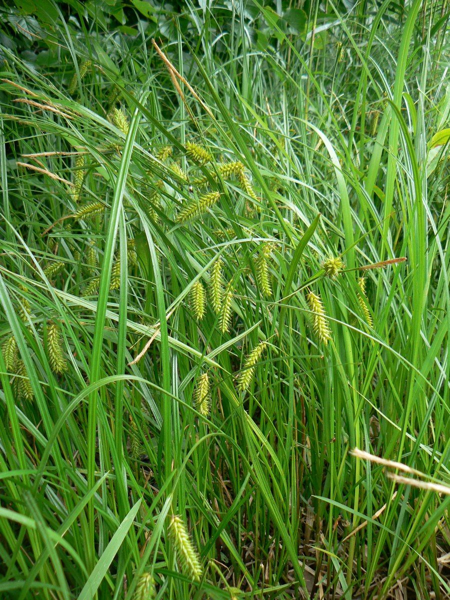 Image of Carex vesicaria specimen.