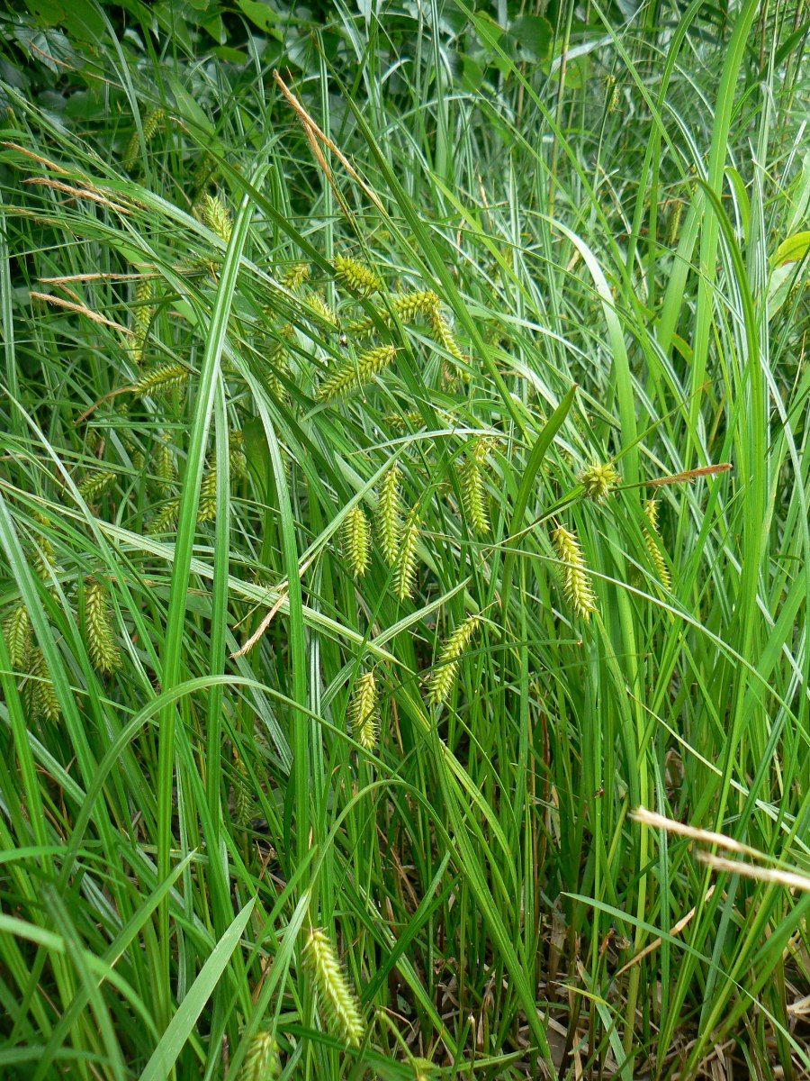 Изображение особи Carex vesicaria.