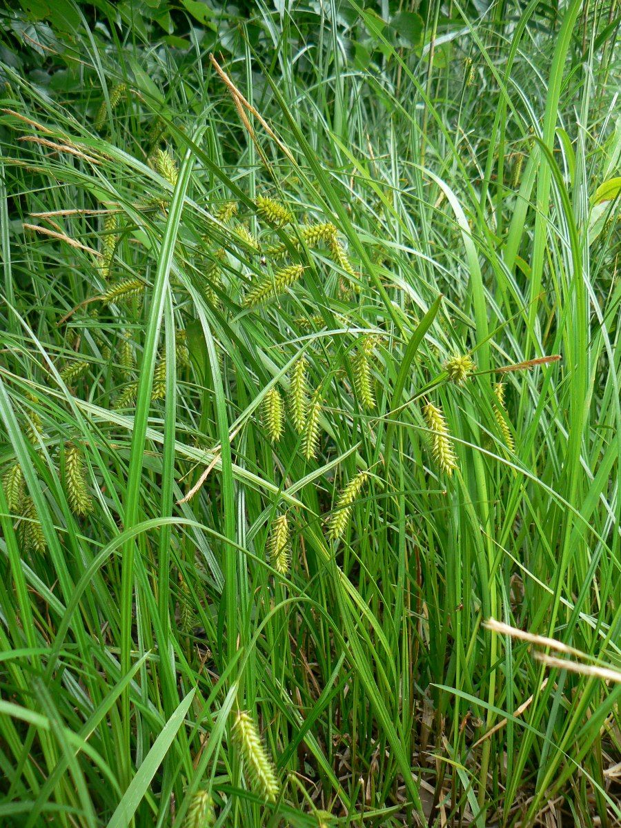 Изображение особи Carex vesicaria.