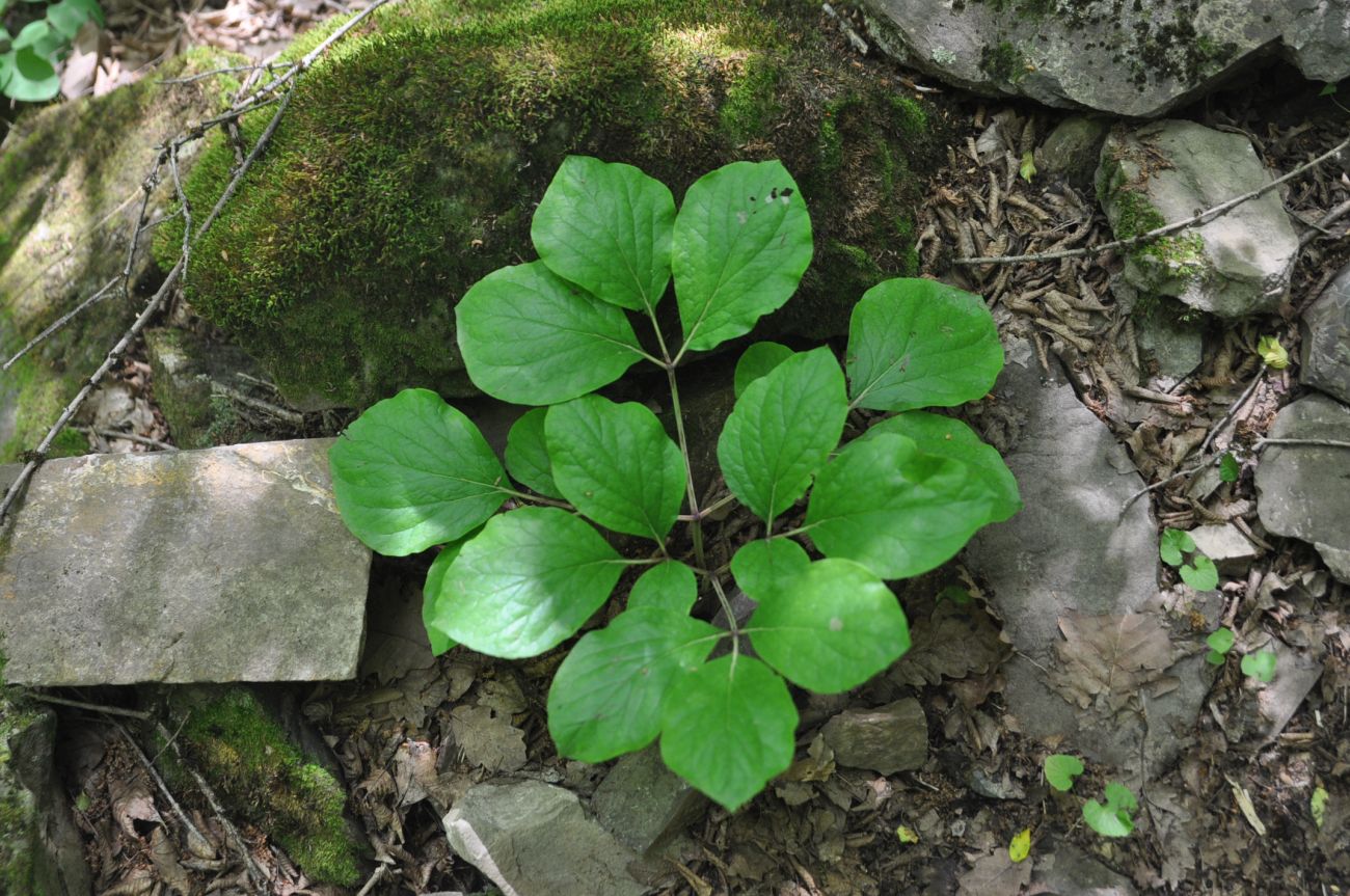 Изображение особи Paeonia caucasica.