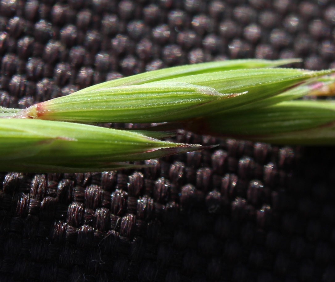 Image of Elymus subfibrosus specimen.