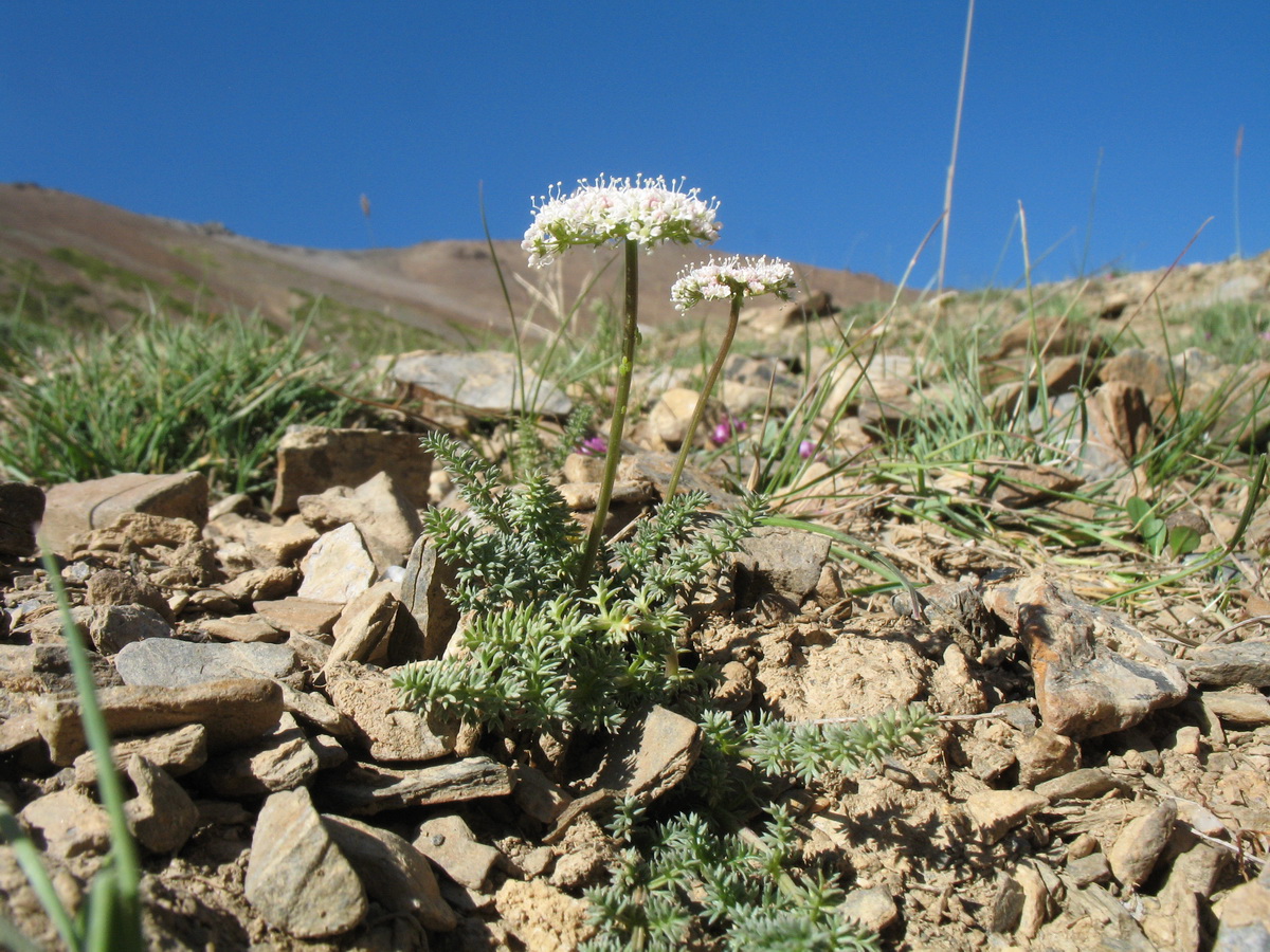 Image of Schtschurowskia meifolia specimen.