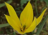 Tulipa scythica