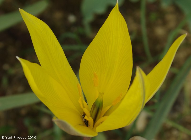Изображение особи Tulipa scythica.