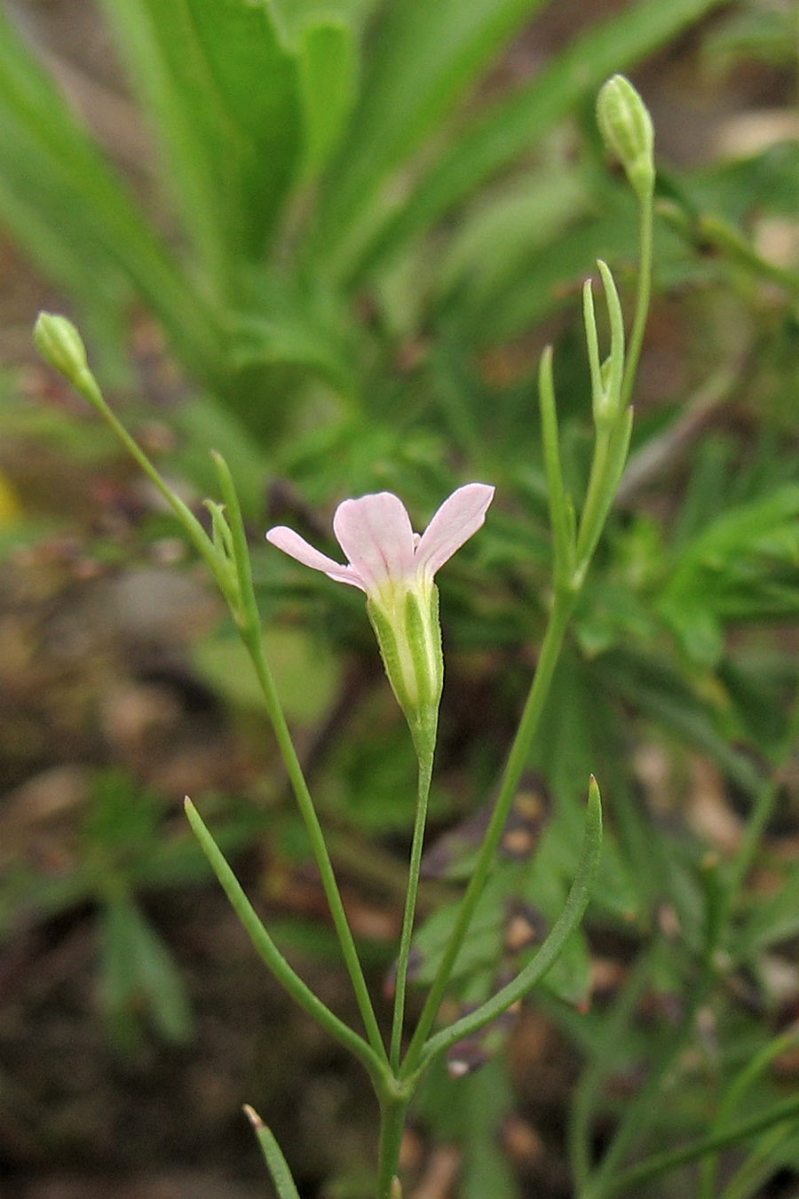 Изображение особи Psammophiliella muralis.