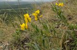 Genista tinctoria. Ветвь цветущего растения. Башкортостан, Учалинский р-н, Ильчигуловский сельсовет, окр. дер. Мулдашево, хр. Нурали, каменистый склон, ≈ 700 м н.у.м. 7 сентября 2018 г.