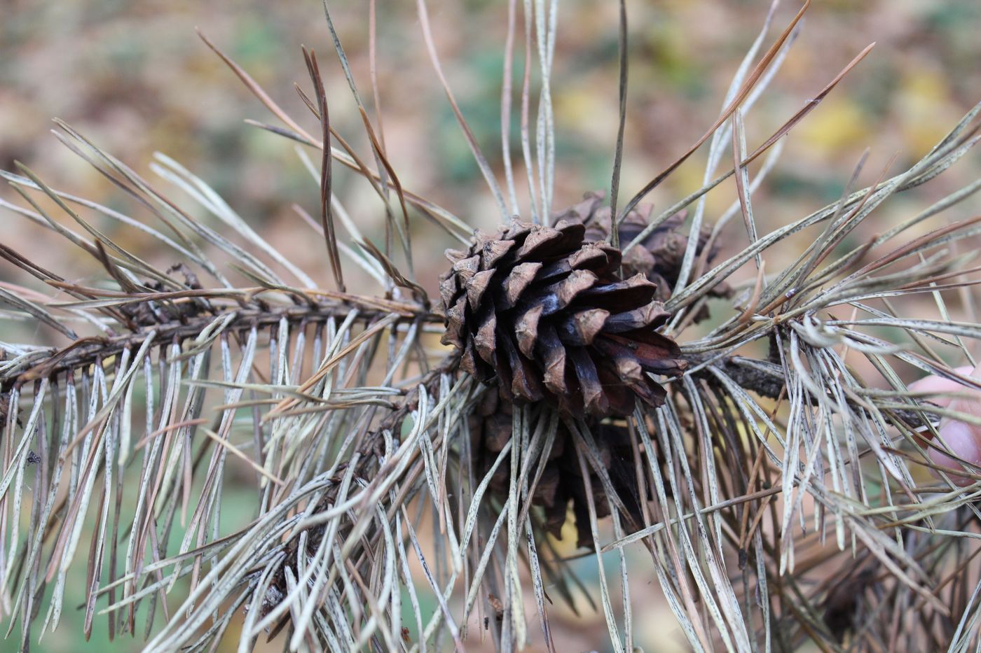 Изображение особи Pinus sylvestris.