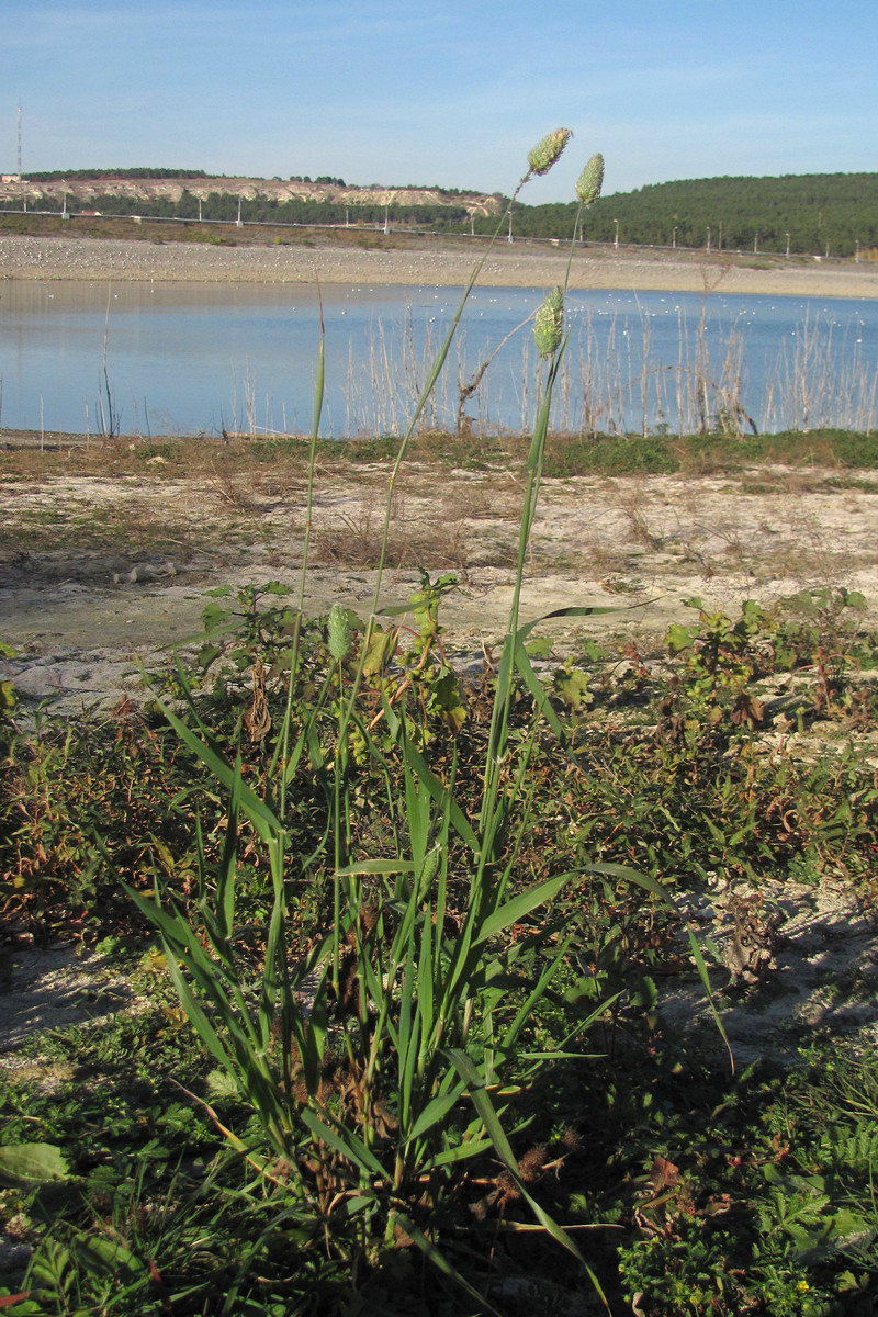 Изображение особи Phalaris canariensis.