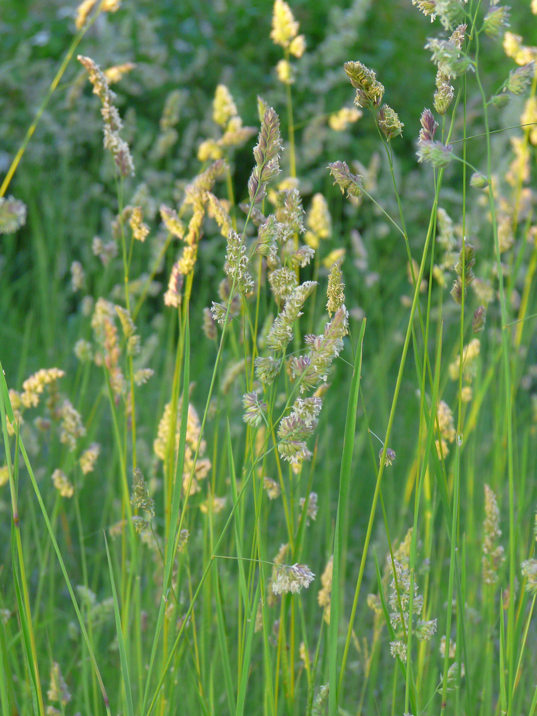 Изображение особи Dactylis glomerata.