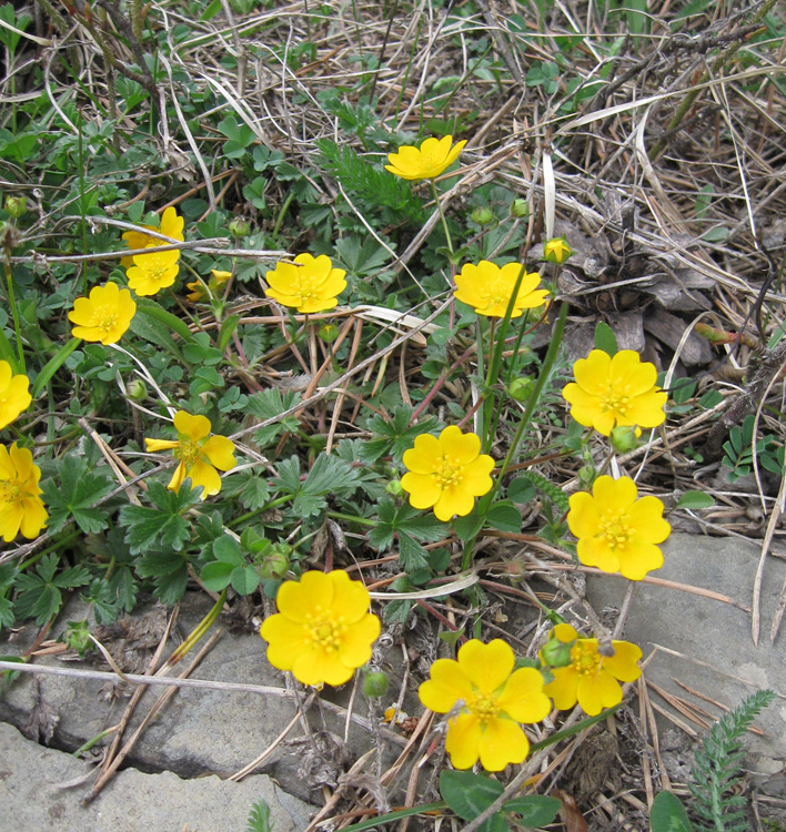 Изображение особи Potentilla crantzii.