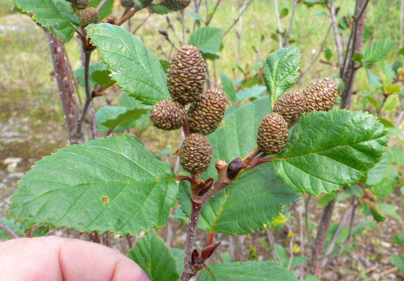 Изображение особи Duschekia fruticosa.